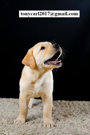 golden-retriever-puppies-big-1