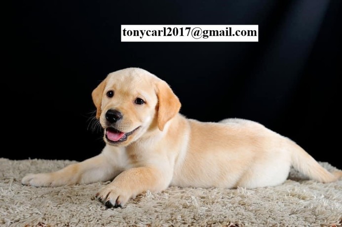 golden-retriever-puppies-big-0