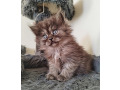 -small-5