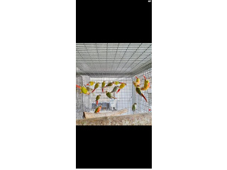 מגוון מופעים מטובעים ומושלמים 1200