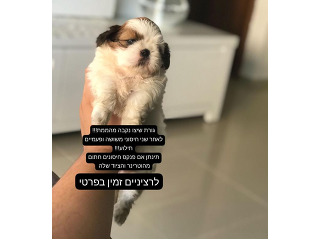 לאוהבי קטן קטן!!! גורת שיצו