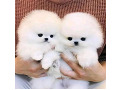 source-text-adorable-pomeranian-puppies-small-0