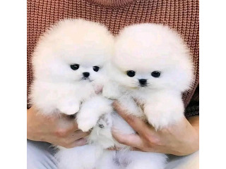 Source text
Adorable pomeranian Puppies ...