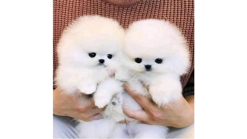 source-text-adorable-pomeranian-puppies-big-0