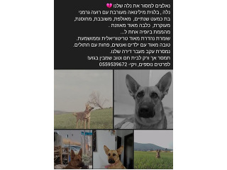 נלה , בלגית מילינואה מעורבת