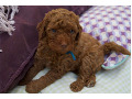 cavapoo-small-0