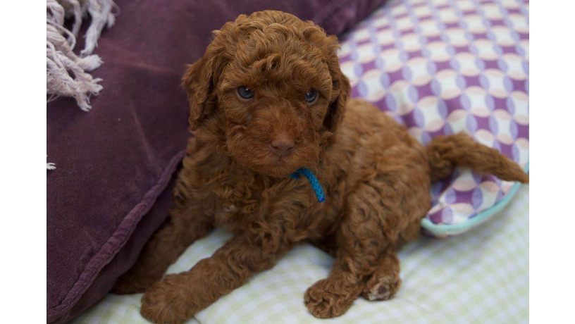 cavapoo-big-0