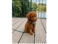 cavapoo-small-0