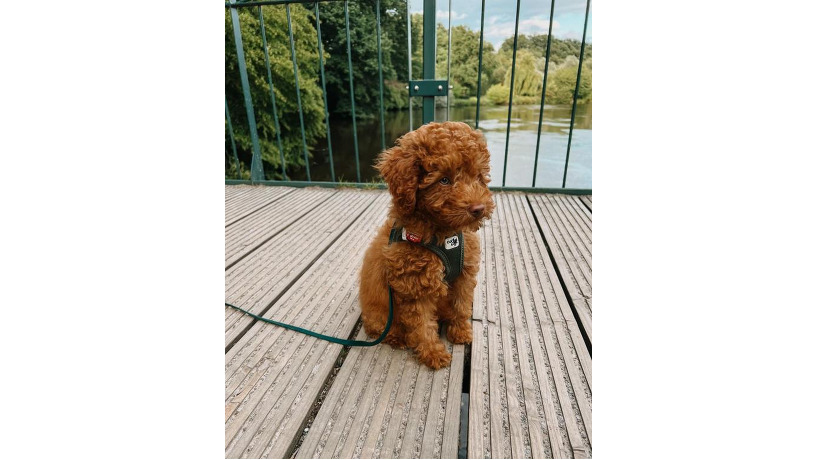 cavapoo-big-0