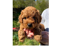 cavapoo-small-0