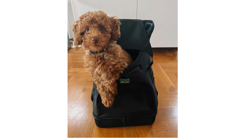 cavapoo-big-0