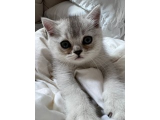 חתול בריטי גזעי בן חודשיים