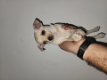 -small-5