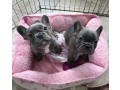 adorable-french-bulldog-puppies-are-ready-to-go-home-now-small-0