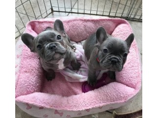 Adorable French bulldog puppies are ready to go home now!