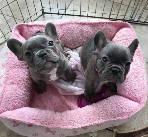 adorable-french-bulldog-puppies-are-ready-to-go-home-now-big-0