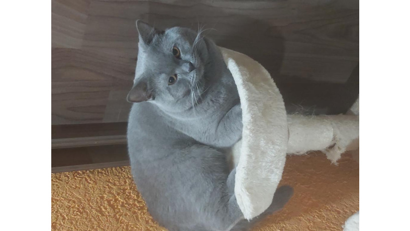 -big-0