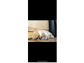 -small-2