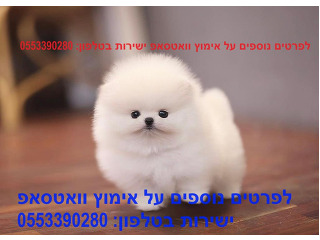 1 זכרים ו נקבה