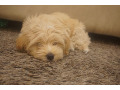 havanese-super-cute-small-2