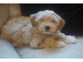 havanese-super-cute-small-0