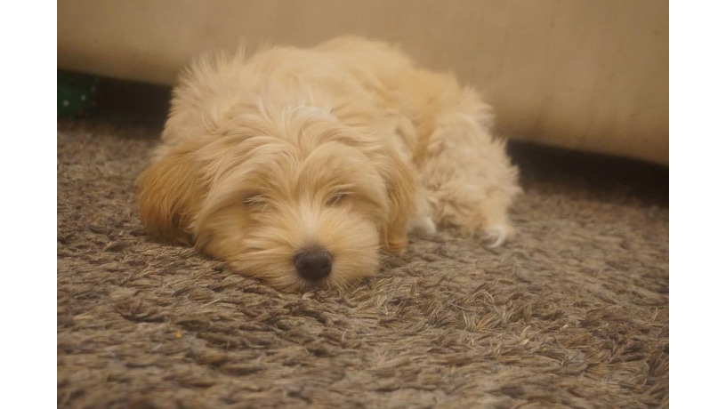 havanese-super-cute-big-2