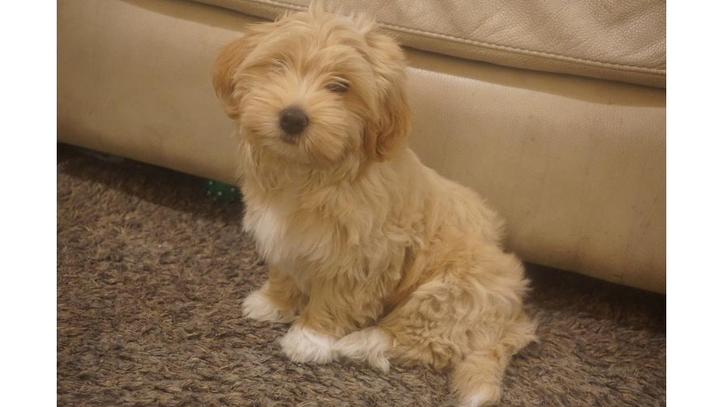 havanese-super-cute-big-1