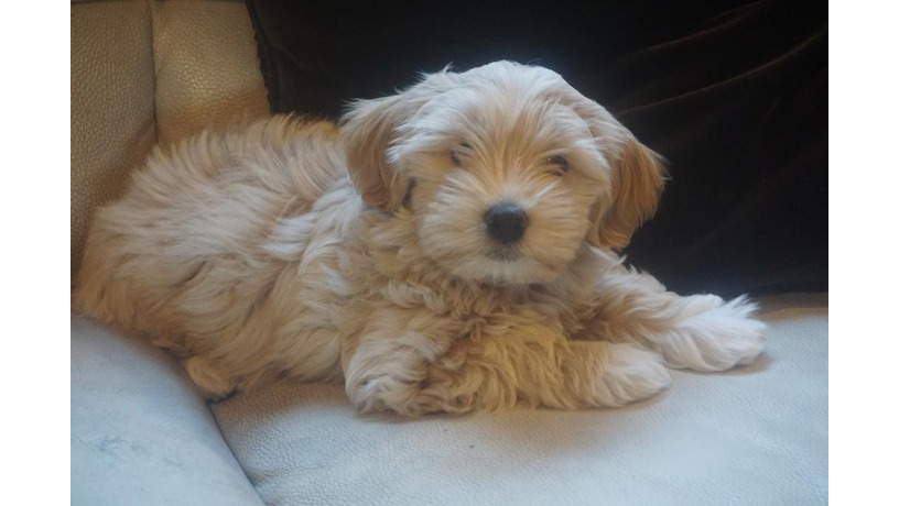 havanese-super-cute-big-0