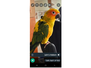 קוניור שמש האכלת יד בן