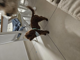כלבת פודל ננסי מהממת חומה
בת 10 חודשים