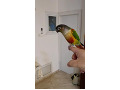 -small-7
