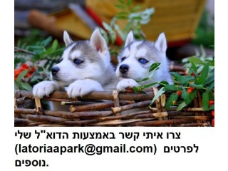 גורי האסקי סיבירי עיניים כחולות מוכנות