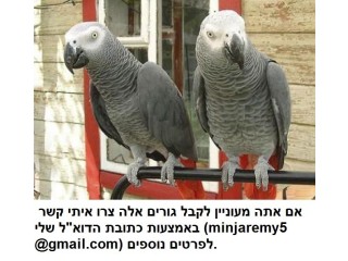 אפור אפריקאי לאימוץ