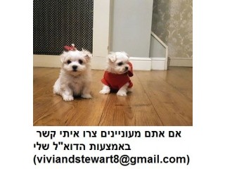 מלטזית יפהפייה מוכנה למשפחה חדשה