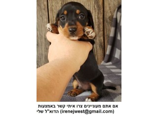 גורי תחש זכר ונקבה,