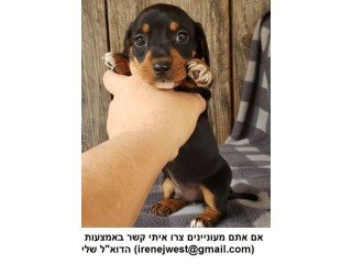 גורי תחש זכר ונקבה