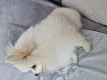 -small-3