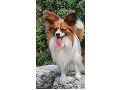 papillon-small-8