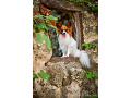 papillon-small-4