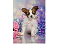 papillon-small-3