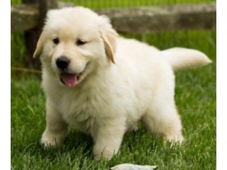 Registered Golden Retriever Puppies