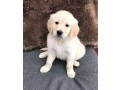 male-and-female-golden-retriever-puppies-available-small-0