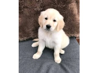 Male and Female Golden Retriever Puppies Available