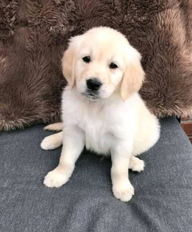 male-and-female-golden-retriever-puppies-available-big-0