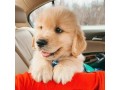 male-and-female-golden-retriever-puppies-available-small-0
