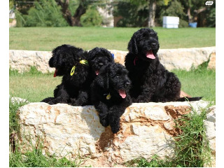 גורי טרייר רוסי שחור