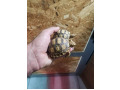-small-0
