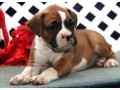 boxer-puppies-both-male-and-female-available-small-0
