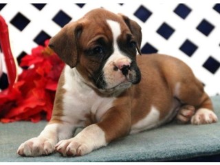 Boxer puppies both male and female available