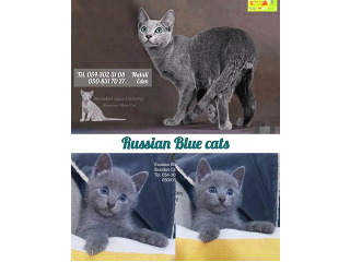 חתולים רוסי כחול מכירה